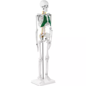 Mini model kostry člověka 85 cm - Anatomické modely physa