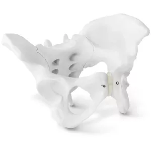 Model kostry ženské pánve - Anatomické modely physa