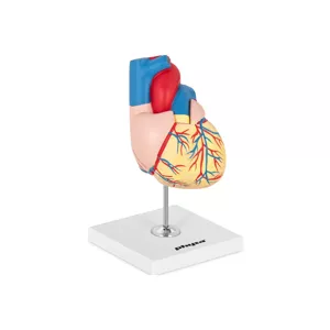 Model srdce rozložitelný na 2 díly originální velikost - Anatomické modely physa
